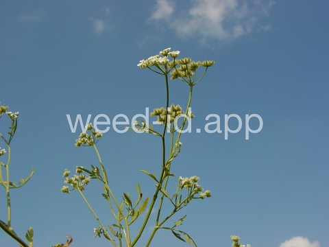 hedge-parsley